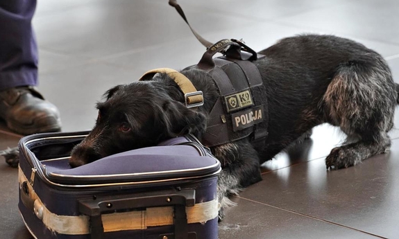 pies policyjny siedzi przy walizce podróżnej