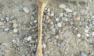 Kość ludzka leżąca na piasku i żwirze