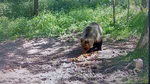 Niedźwiedź brunatny w lesie, podchodzie ro rozypanych warzyw i owoców.