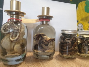 cztery martwe węże znajdujące się w szklanych pojemnikach wypełnionych cieczą