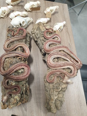 dwa martwe węże przytwierdzone do skamielin oraz kilka spreparowanych czaszek zwierząt