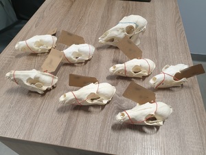 kilka spreparowanych zwierzęcych czaszek zwierząt ułożonych na stole