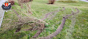 zniszczona trawa i krzew na rynku w jordanowie z widocznymi śladami kół samochodu