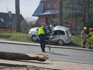 auto zmiażdżone przez drzewo