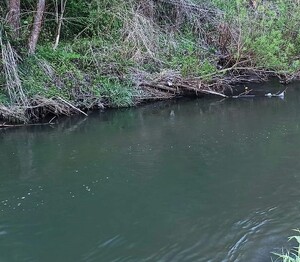 Rzeka w tle zarośla
