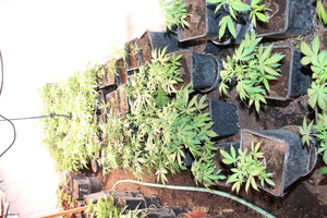 konopie indyjskie posadzone w doniczkach