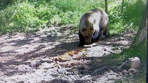 Niedźwiedź brunatny w lesie, podchodzie ro rozypanych warzyw i owoców