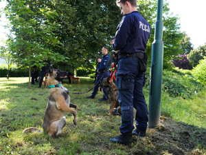 pies staje na tylnych łapach