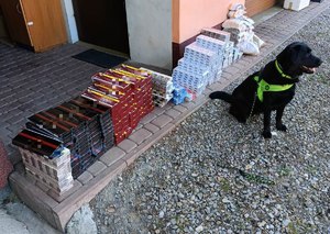 Pies przy kartonach papierosów