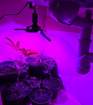 uprawa konopi innych niż włóknicte w donicach pod zlewozmywakiem w szafce (2)