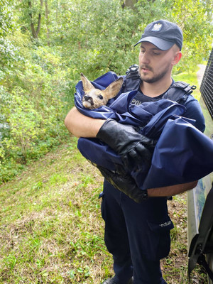 policjant z uratowaną sarną na rękach