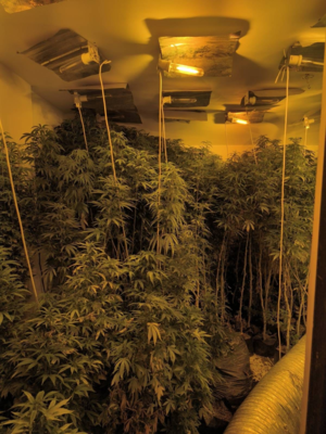 platacja konopi indysjkich