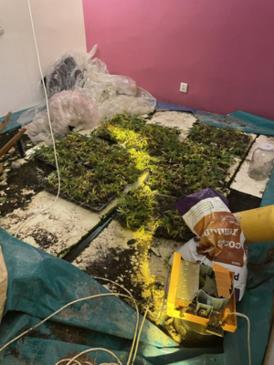 platacja konopi indysjkich