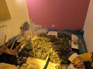 platacja konopi indysjkich