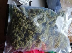 zabezpieczony susz roślinny znajdujący się w worku foliowym