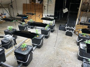 plantacja na strychu