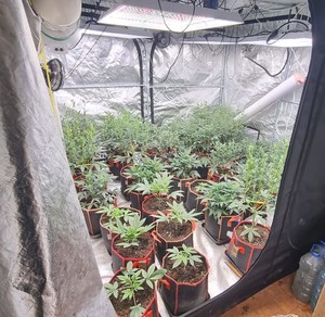 namiot z nielegalną plantacją marihuany