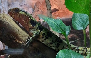 egzotyczna jaszczurka w terrarium