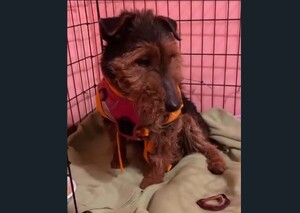 Animals Oświęcim suczka podczas leczenia