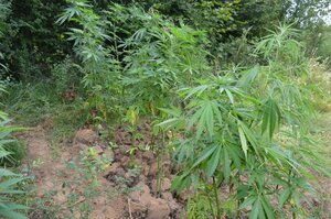 uprawa konopi w lesie