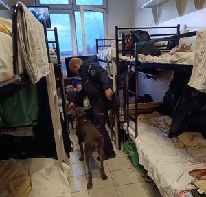 przewodnik z psem służbowy sprawdza jeden z pokoi
