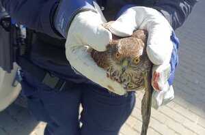 Ranny ptak drapieżny