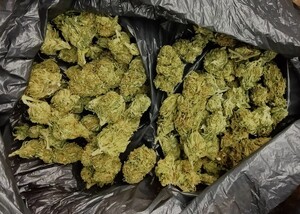 Zabezpieczona marihuana w foliowym worku, worek jest otwarty