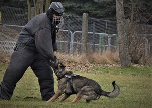 pokaz tresury policyjnego psa