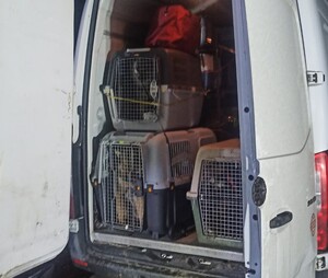 klatki ze zwierzętami znajdujące się w samochodzie dostawczym