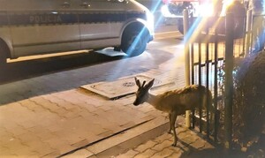 jelonek w ogrodzeniu obok radiowóz i wóz strażacki