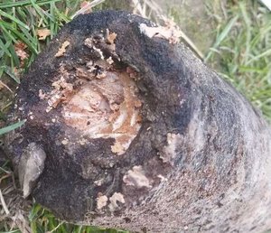 1. Pocisk artyleryjski leżący na trawiastym brzegu