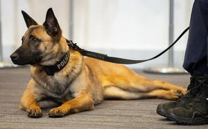 Wilczur na smyczy obok funkcjonariusza