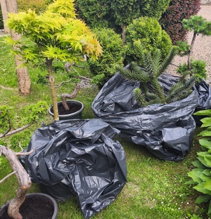 Zabezpieczone ozdobne drzewka. Dwie donoice znajdfują się w ciemnym foliowym worku