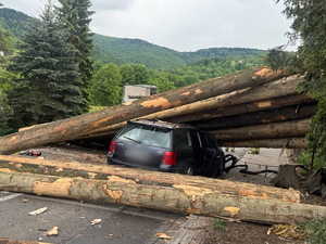 zwalone kłody na samochód osobowy
