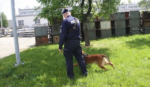 przewodnik z psem tropiącym