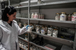 półki z zapachami w słoikach