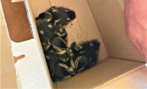 Kaczątka w pudełku