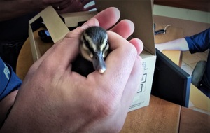 Kaczątko w ręce policjanta