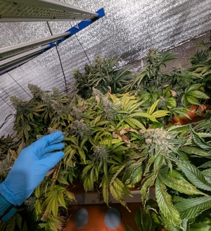 krzewy konopi indyjskich trzymane w ręce policjanta