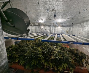 krzewy konopi rsnące w pomieszczeniu wyłozonym folią