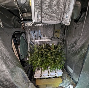 pomieszczenie okryte folią w którym znajdują się w donicy konopie indyjskie