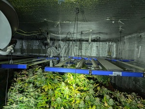 w zamknietym pomieszczeniu rosnące krzewy konopi nad nimi oświetlenie