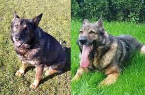 dwa policyjne owczarki niemieckie