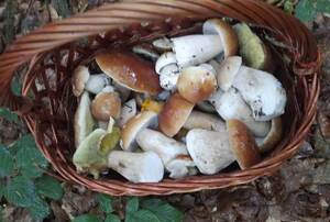 Borowiki w w wiklinowym koszyku