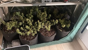 doniczki z roślinami