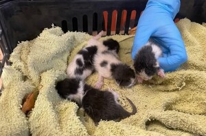 Zdjęcie OTOZ Animals - kotki pod opieką inspektora.