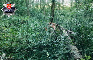 ciągnik w lesie między zaroslami z zapięta balą drzewa