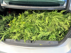 Zabezpieczona marihuana w bagażniku radiowozu