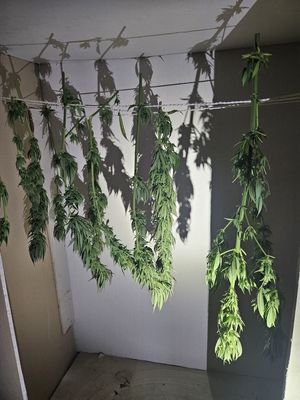 zbliżenie - box z suszem