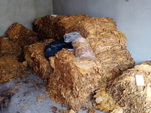 bale suszu tytoniowego zabezpieczone przez policję